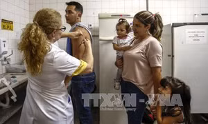 Bùng phát dịch sốt vàng da tại Brazil, 61 người tử vong