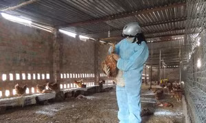 Thêm một trường hợp tử vong do cúm A/H1N1 tại Trà Vinh