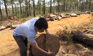 Vụ phá rừng ở Đắk Nông: Khởi tố, bắt giam một đối tượng