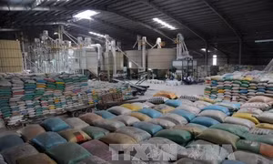 Thủ tướng giao bộ, ngành đẩy mạnh xuất khẩu gạo