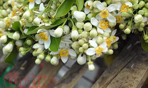 Hương hoa bưởi nồng nàn khắp đường phố Hà Nội