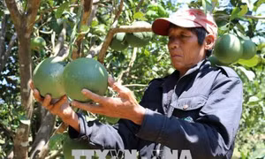 Trồng bưởi da xanh giúp đồng bào Raglai nâng thu nhập 
