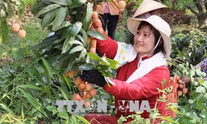 Chất lượng quả vải tốt, Lục Ngạn đẩy mạnh các nhóm giải pháp để tiêu thụ 