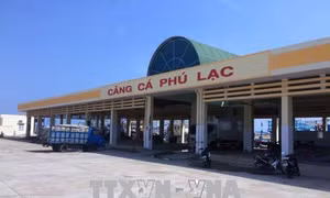Phú Yên: Nhiều bất cập trong việc thuê mặt bằng Cảng cá Phú Lạc 