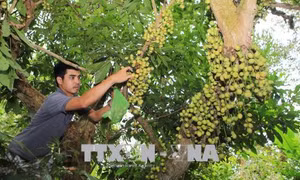  Ngọt ngon vị dâu xứ Truồi