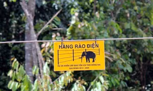 Đồng Nai: Đàn voi rừng phá hoại hoa màu, thiệt hại hàng trăm triệu đồng