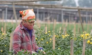 Làng hoa Tây Tựu tất bật chuẩn bị hoa đón Tết
