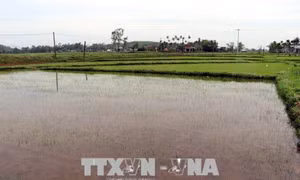 Quảng Ngãi cứu lúa, hoa màu khỏi úng, ngập do mưa lũ 