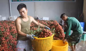 Mới giữa vụ, nông dân trồng vải đã đạt doanh thu hơn 3.600 tỷ đồng 