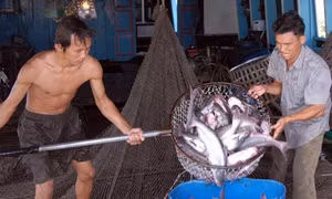 Nuôi cá da trơn thâm canh trên bãi bồi ven sông Tiền 
