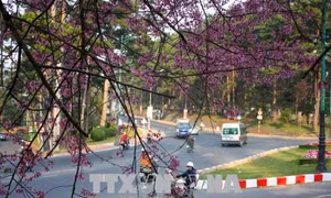 TP Hồ Chí Minh