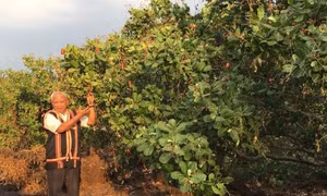 'Bóng Kơ nia' của dân làng Jrăng Blo 