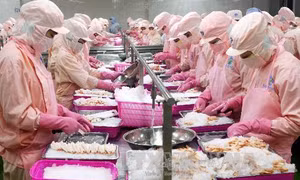 Nuôi tôm ứng dụng công nghệ cao - Bài 2: Cơ hội mới nâng kim ngạch xuất khẩu 