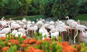 Khám phá 'Thế giới tinh nghịch' của muông thú ở Wanpi Safari