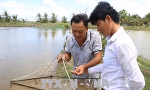 Giá tôm ở Bến Tre xuống thấp khiến nông dân lo lắng 