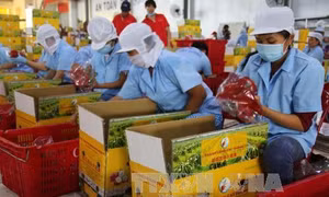 Cơ hội cho nông sản Việt Nam xuất khẩu sang thị trường EU