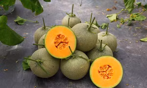 Trồng dưa vàng thơm cho lãi hơn 400 triệu đồng/ha