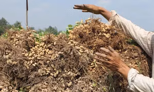 Trồng lạc lãi trên 100 triệu đồng/ha nhờ giá cao 