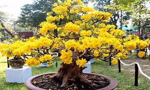 Dịch vụ chăm sóc mai sau Tết 'hút' khách 