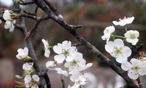 Hoa lê trắng giữa mùa xuân Hà Nội