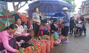 Mận Bắc Hà níu chân du khách