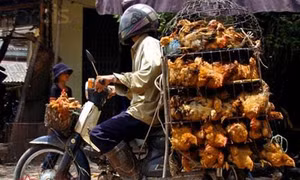 TP hồ Chí Minh
