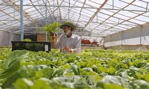 Giá rau Đà Lạt giảm mạnh, nhà vườn nhổ bỏ