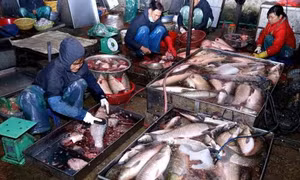 Ngày Tết, có nên tích trữ nhiều thực phẩm trong nhà?