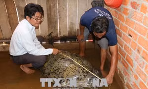 Từ chối bán với giá 150 triệu đồng để thả rùa biển khoảng 200 kg về tự nhiên