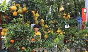 Sôi động thị trường hoa, cây cảnh phục vụ Tết 
