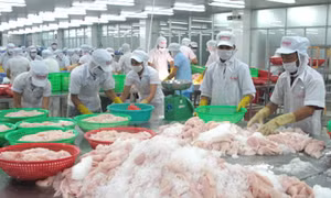 Hoa Kỳ áp thuế chống bán phá giá cá tra: Có thể kiện lên tòa án quốc tế 