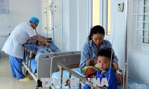 Sơn La: Chín người bị cấp cứu vì ăn nhầm nấm độc