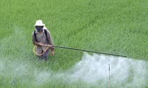 Việt Nam chi 700 triệu USD mỗi năm để nhập thuốc trừ cỏ từ Trung Quốc