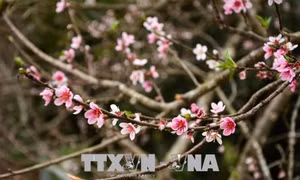 Thí điểm truy xuất nguồn gốc cây đào Sơn La