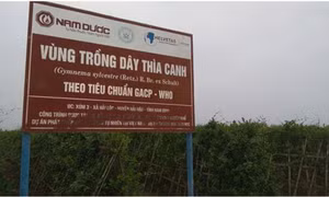 Tìm thấy 9 chất mới trong dây thìa canh giúp hạ đường huyết