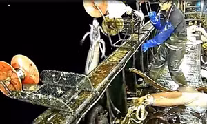 Trung Quốc đánh bắt mực triệt để, gây lũng đoạn thị trường