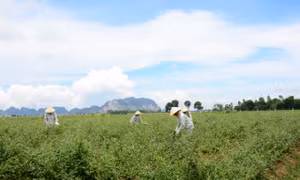Nông dân gắn 'tem bảo đảm' cho cây thuốc Việt