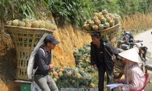 Đằng sau con số xuất khẩu kỷ lục - Bài 2: Thuế về 0 nhưng 'hàng rào' bảo hộ giăng mắc