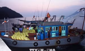 Tám tàu cá khai thác trái phép 5 tấn ốc điếu tại Quảng Ninh