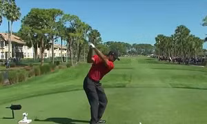 Video Tiger Woods tung cú đánh golf trúng con ngỗng