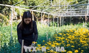 Vựa hoa vùng lòng chảo thung lũng Mường Thanh đón Tết 