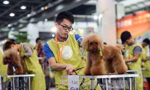 Chăm sóc thú cưng - Ngành công nghiệp tỷ USD tại Trung Quốc