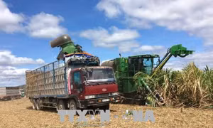 8 doanh nghiệp đấu giá thành công quyền sử dụng hạn ngạch thuế quan nhập khẩu đường năm 2019