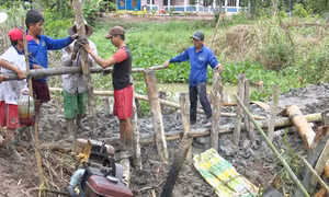Hàng ngàn ha lúa bị đe dọa khi lũ về sớm