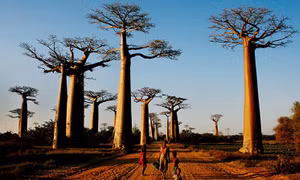 Cây baobab biểu tượng của châu Phi chết hàng loạt 