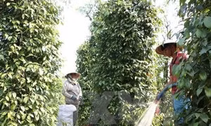 Giúp tăng thu nhập từ 20-50% nhưng chỉ có 5% diện tích canh tác tưới tiết kiệm