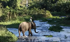 Bảo tồn, phát triển đàn voi ở Đắk Lắk 