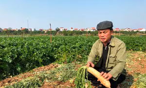 Củ cải trắng, nước mắt mặn trên cánh đồng Tráng Việt, Mê Linh