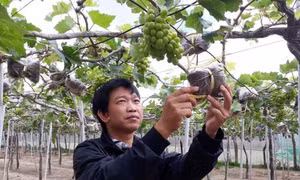 Nho cảnh Ninh Thuận tất bật vào vụ Tết 