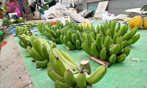 Ngày 28 Tết, chuối xanh bày mâm ngũ quả bị 'hét' giá 'trên trời' 300.000 đồng/nải